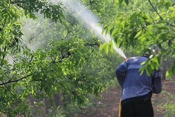 枣树锈病怎么用药，喷施波尔多液等药物可以有效控制