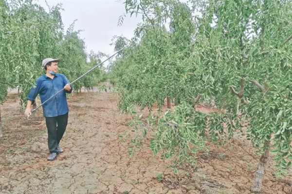 枣树锈病怎么用药，喷施波尔多液等药物可以有效控制