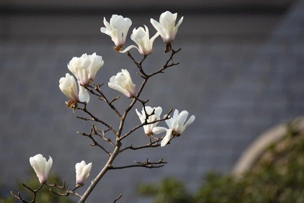玉兰花在哪个季节开放，会在冬季开花