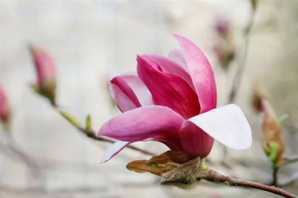 玉兰花在哪个季节开放，会在冬季开花