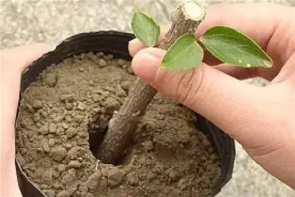 玉兰花在哪个季节开放，会在冬季开花