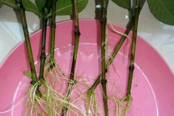 玉兰花在哪个季节开放，会在冬季开花