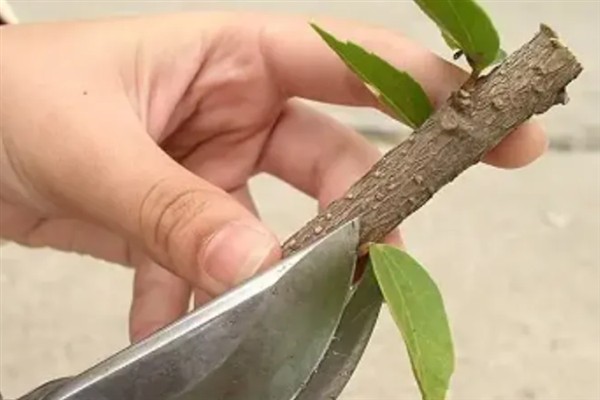 玉兰花在哪个季节开放，会在冬季开花