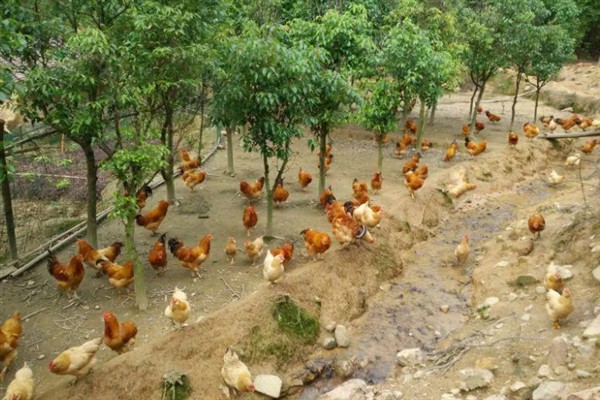 生态养鸡技术介绍，要掌握好养殖的密度