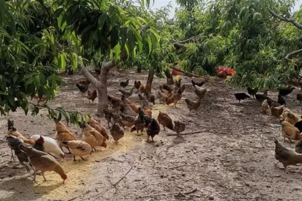 生态养鸡技术介绍，要掌握好养殖的密度
