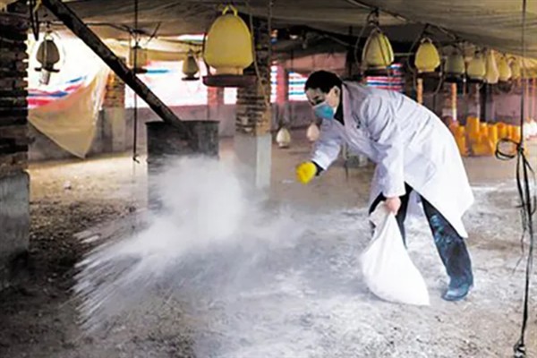 生态养鸡技术介绍，要掌握好养殖的密度