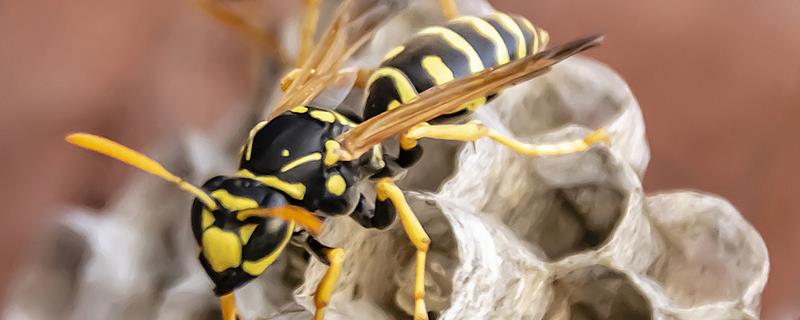打死一只马蜂会不会报复，可能会遭到报复