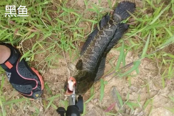 哪种水域适合路亚钓，路亚钓对水域基本不作要求