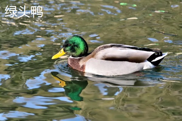 旱鸭子和水鸭子的区别，外观、颜色、习性、产地均不同