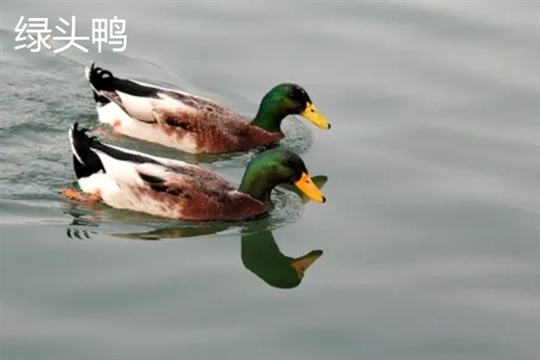 旱鸭子和水鸭子的区别，外观、颜色、习性、产地均不同