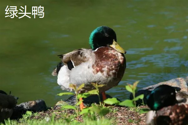 旱鸭子和水鸭子的区别，外观、颜色、习性、产地均不同