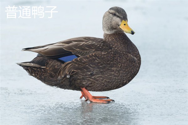旱鸭子和水鸭子的区别，外观、颜色、习性、产地均不同