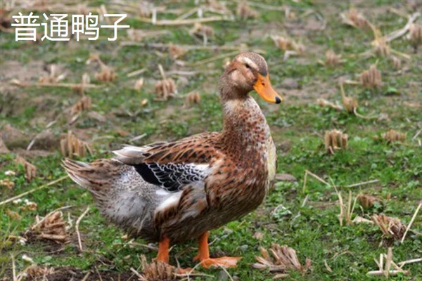旱鸭子和水鸭子的区别，外观、颜色、习性、产地均不同