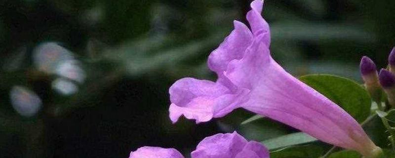蒜香藤的开花时间，开放盛期主要在9-10月份