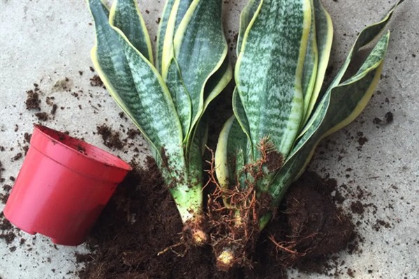 金边虎皮兰怎么养殖，春秋冬季要将其放在采光好的位置