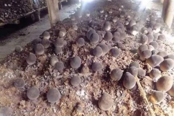 草菇怎么种植，将菌种撒在稻草上再覆土覆膜