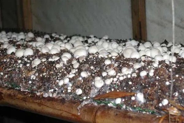 草菇怎么种植，将菌种撒在稻草上再覆土覆膜
