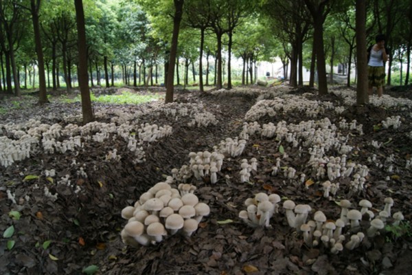 草菇怎么种植，将菌种撒在稻草上再覆土覆膜