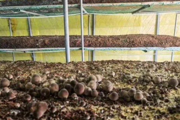 草菇怎么种植，将菌种撒在稻草上再覆土覆膜