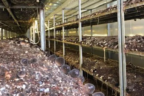 草菇怎么种植，将菌种撒在稻草上再覆土覆膜