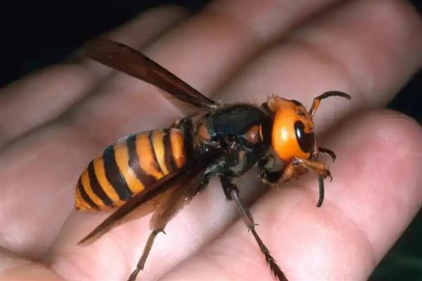 打死一只马蜂会不会报复,可能会遭到报复