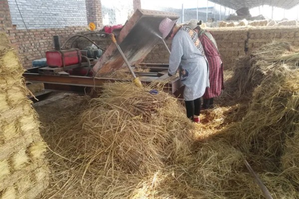 草菇怎么种植，将菌种撒在稻草上再覆土覆膜