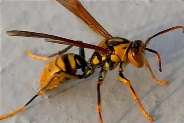 打死一只马蜂会不会报复,可能会遭到报复