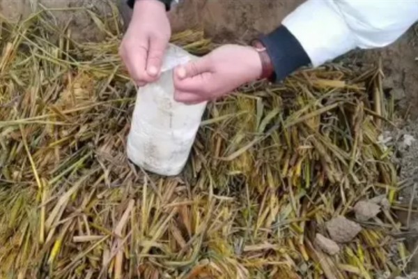 草菇怎么种植，将菌种撒在稻草上再覆土覆膜