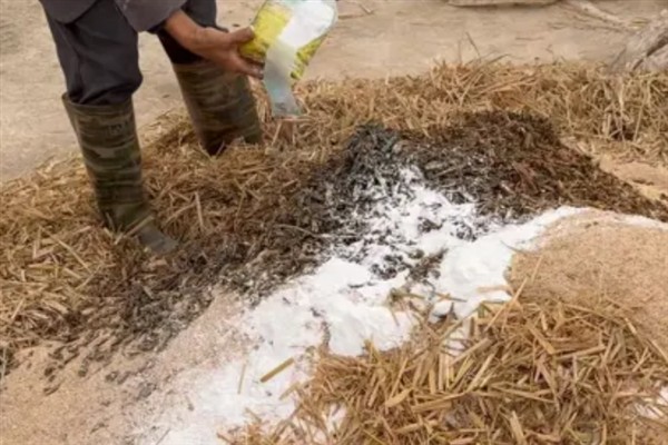 草菇怎么种植，将菌种撒在稻草上再覆土覆膜