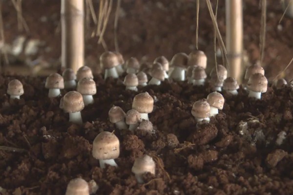 草菇怎么种植，将菌种撒在稻草上再覆土覆膜