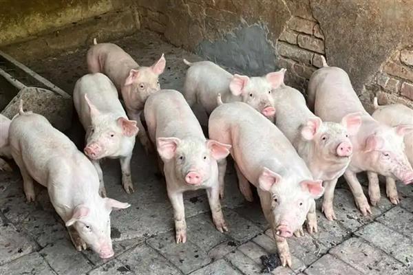 一个人养20头母猪可不可行,是可行的