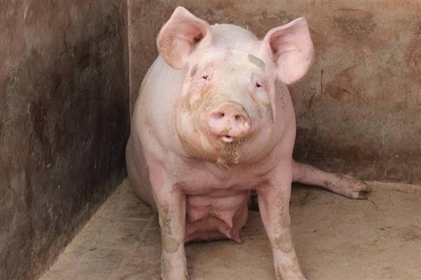 一个人养20头母猪可不可行,是可行的