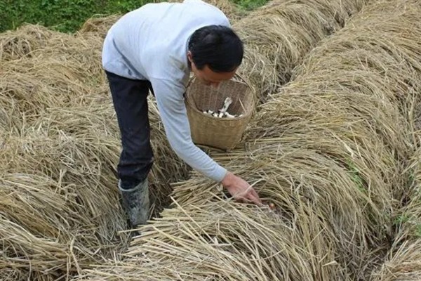 草菇怎么种植，将菌种撒在稻草上再覆土覆膜