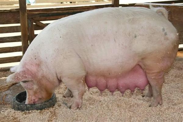 一个人养20头母猪可不可行,是可行的