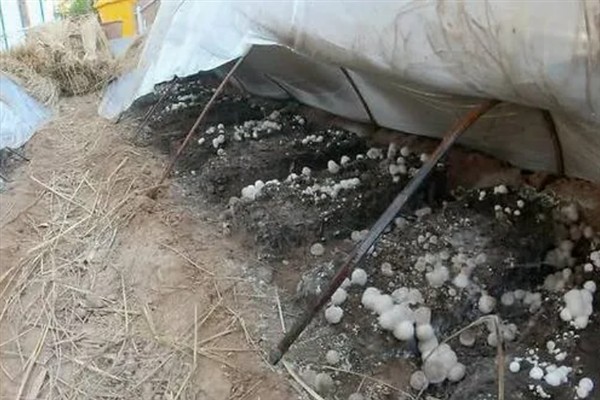 草菇怎么种植，将菌种撒在稻草上再覆土覆膜