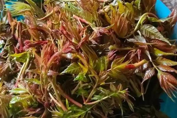 湖北宜都市的特产，优良的宜都蜜柑多次获得金奖