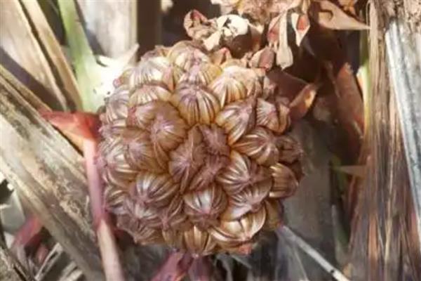 哪些水果会长刺，常见榴莲、刺梨、刺角瓜等品种