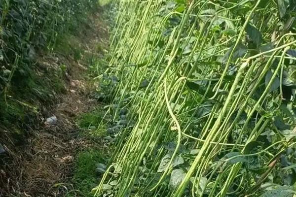 六七月份适合种什么农作物，可种植豇豆、大白菜等