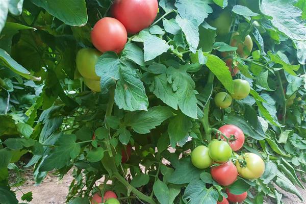 六七月份适合种什么农作物，可种植豇豆、大白菜等