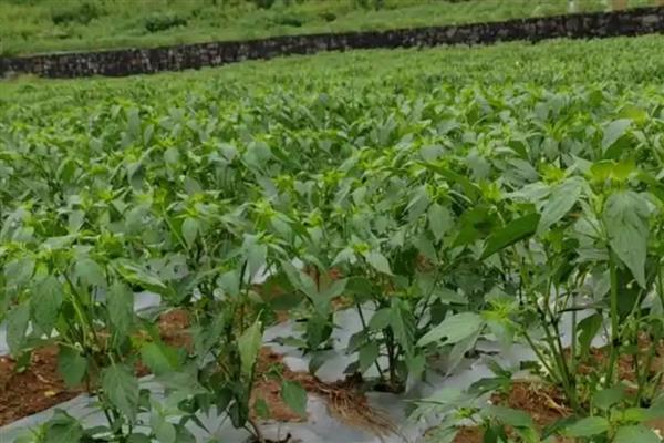 六七月份适合种什么农作物，可种植豇豆、大白菜等