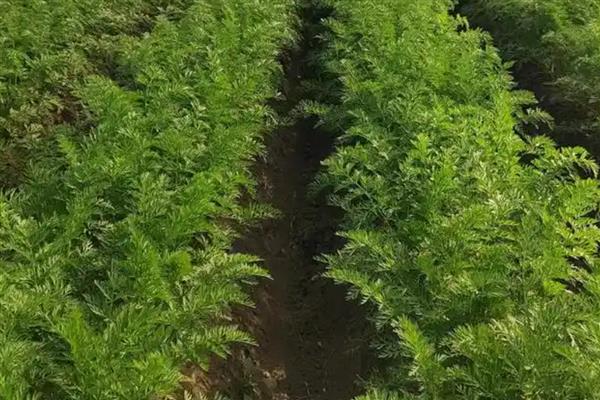 六七月份适合种什么农作物，可种植豇豆、大白菜等