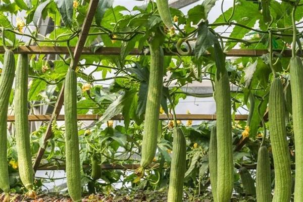 六七月份适合种什么农作物，可种植豇豆、大白菜等