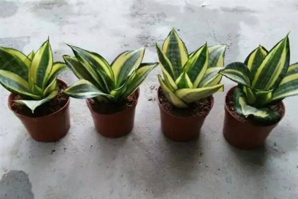 金边虎皮兰怎么养殖，春秋冬季要将其放在采光好的位置