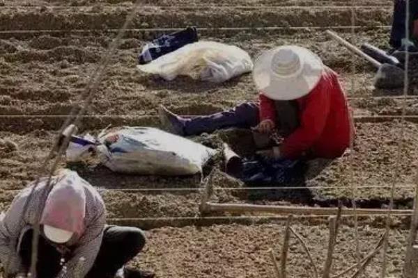 花椒种子采集与处理，采回的果实需及时阴干