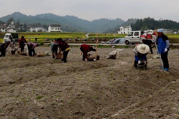 花椒种子采集与处理，采回的果实需及时阴干
