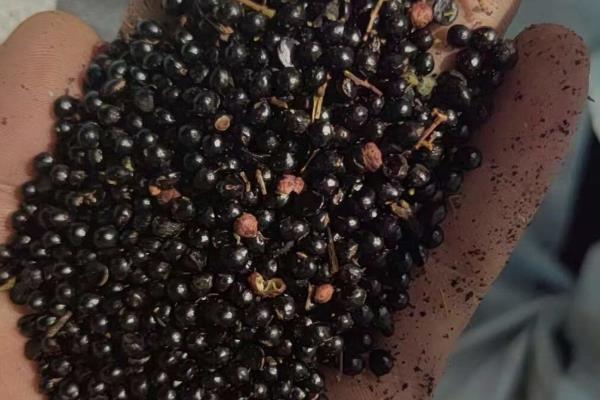 花椒种子采集与处理，采回的果实需及时阴干