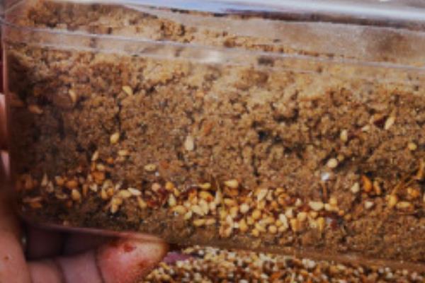 花椒种子采集与处理，采回的果实需及时阴干