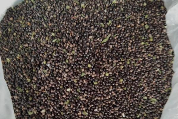 花椒种子采集与处理，采回的果实需及时阴干