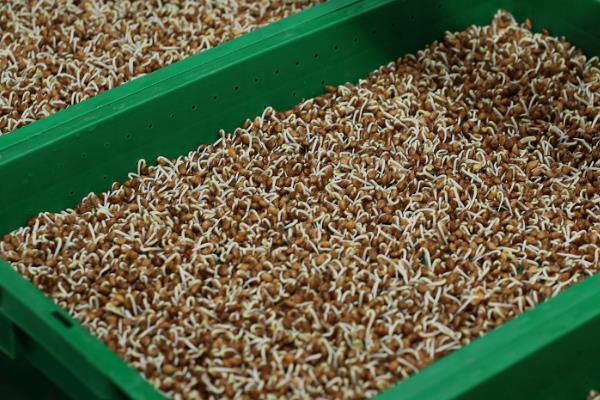 花椒种子采集与处理，采回的果实需及时阴干