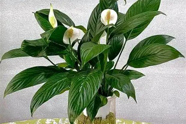 哪种植物适合放在卧室，推荐仙人掌、吊兰等